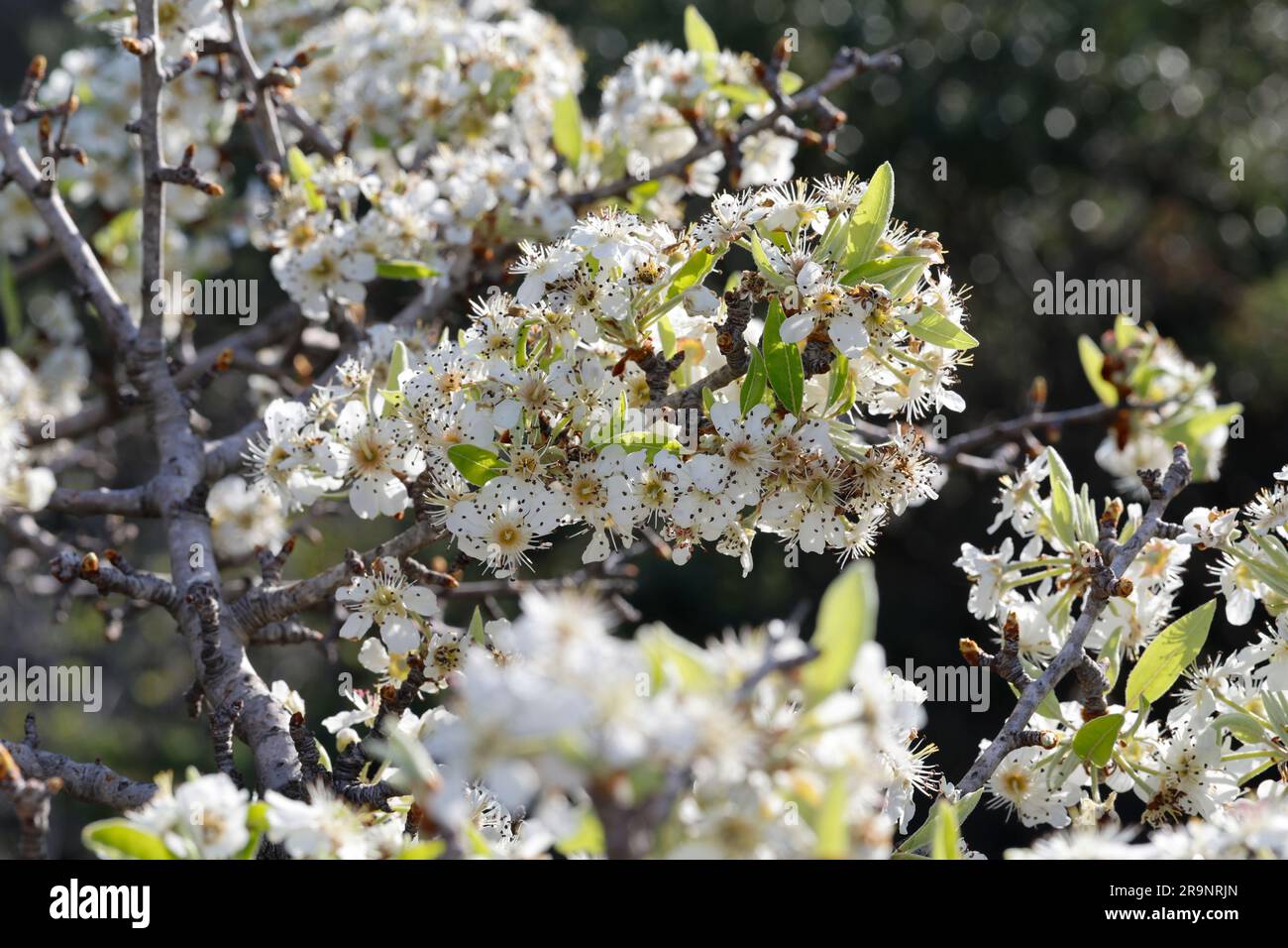 Mandelblättrige Birne, Dornige Birne, Pyrus spinosa, Pyrus amygdaliformis, Almond-leaved Pear, Poirier aux feuilles d'amande, poirier à feuilles d'ama Stock Photo