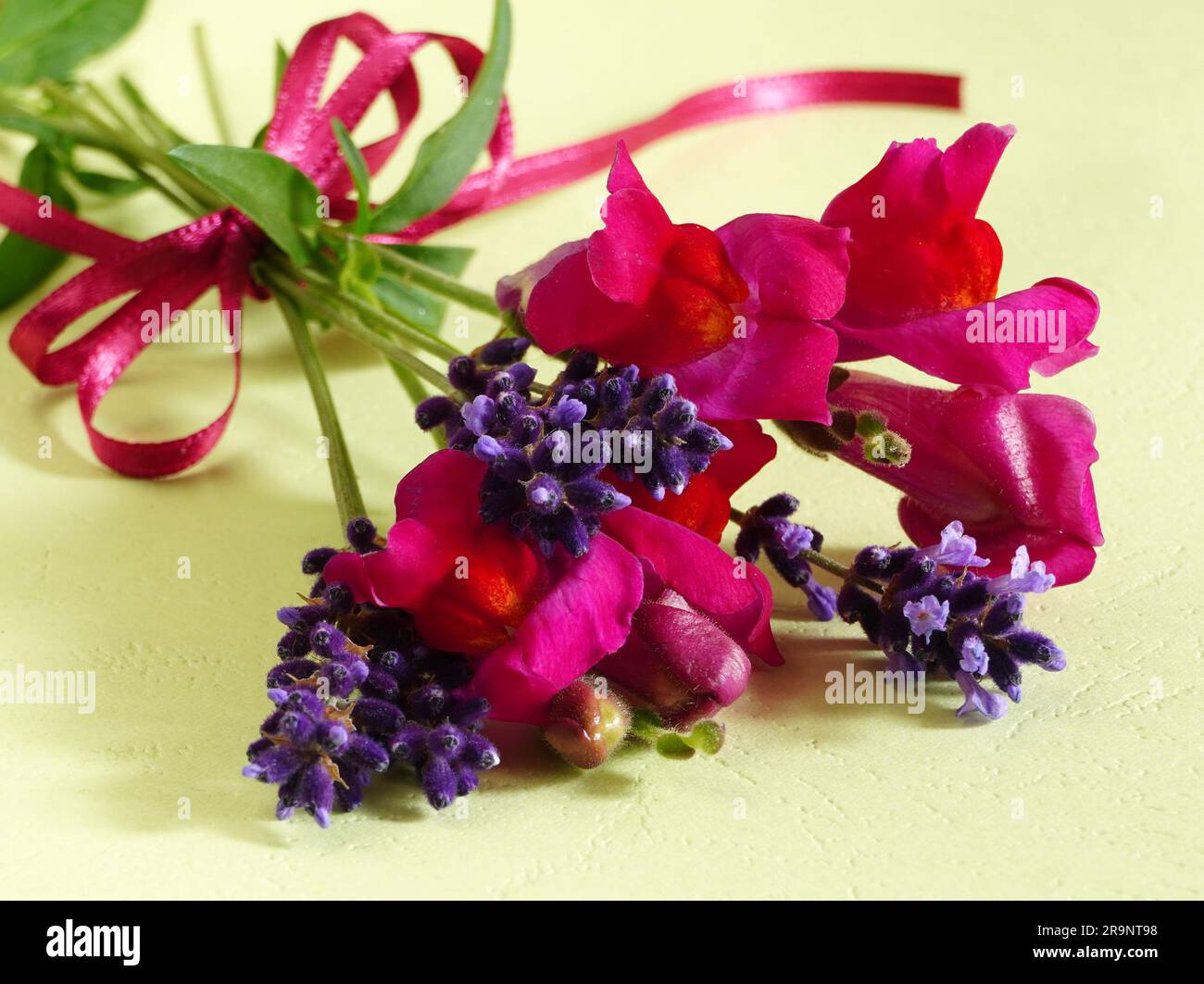Small bouquet of red snapdragon and purple lavender flowers with magenta bow Stock Photo