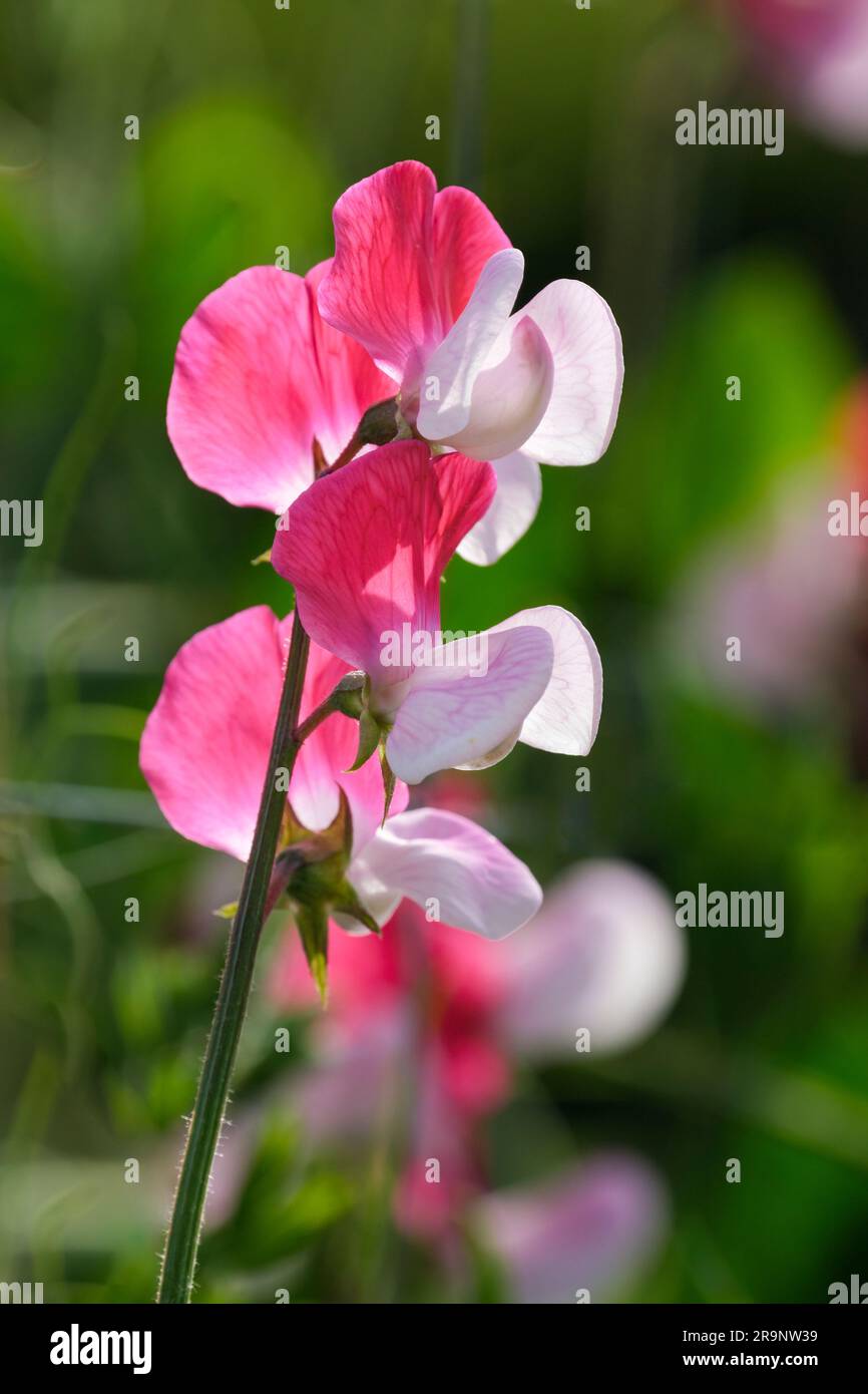 Sweet Pea Little Red Riding Hood, Lathyrus odoratus Little Red Riding Hood, Deep standard, pink flushed wings, Stock Photo