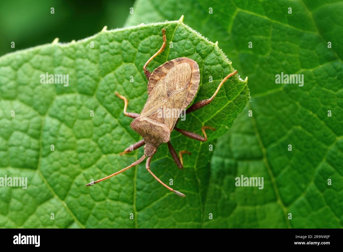 Dock bug (Coreus marginatus) in top view on a green leaf Stock Photo