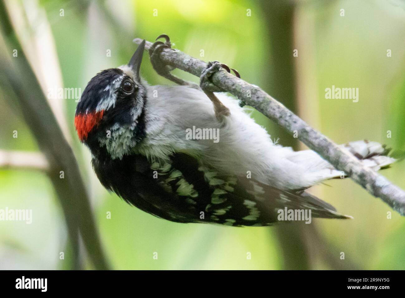 Downy woodpecker hanging upside down from a branch Stock Photo