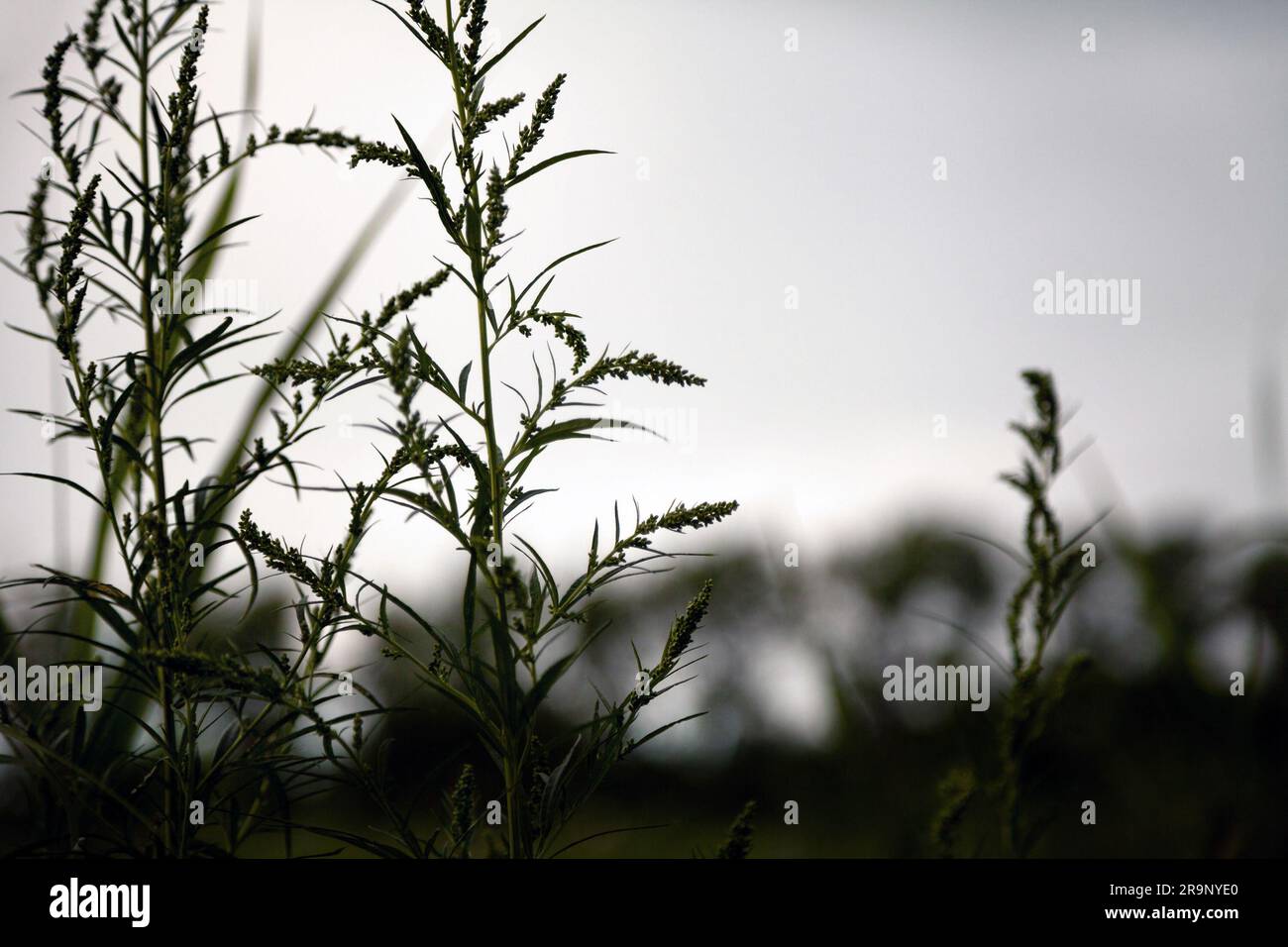 Dark silhouette of common wormwood plants against evening sky. Selective focus on 2 plants on a blurry background. Anxiety, sorrow, melancholy concept - Stock Image