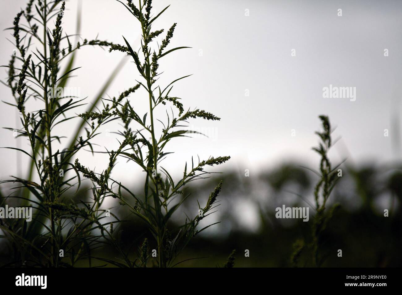 Dark silhouette of common wormwood plants against evening sky. Selective focus on 2 plants on a blurry background. Anxiety, sorrow, melancholy concept Stock Photo