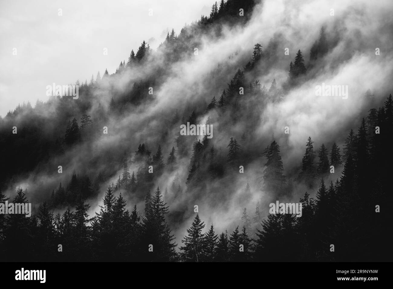 Aerial view of foggy forest Black and White Stock Photos & Images - Alamy