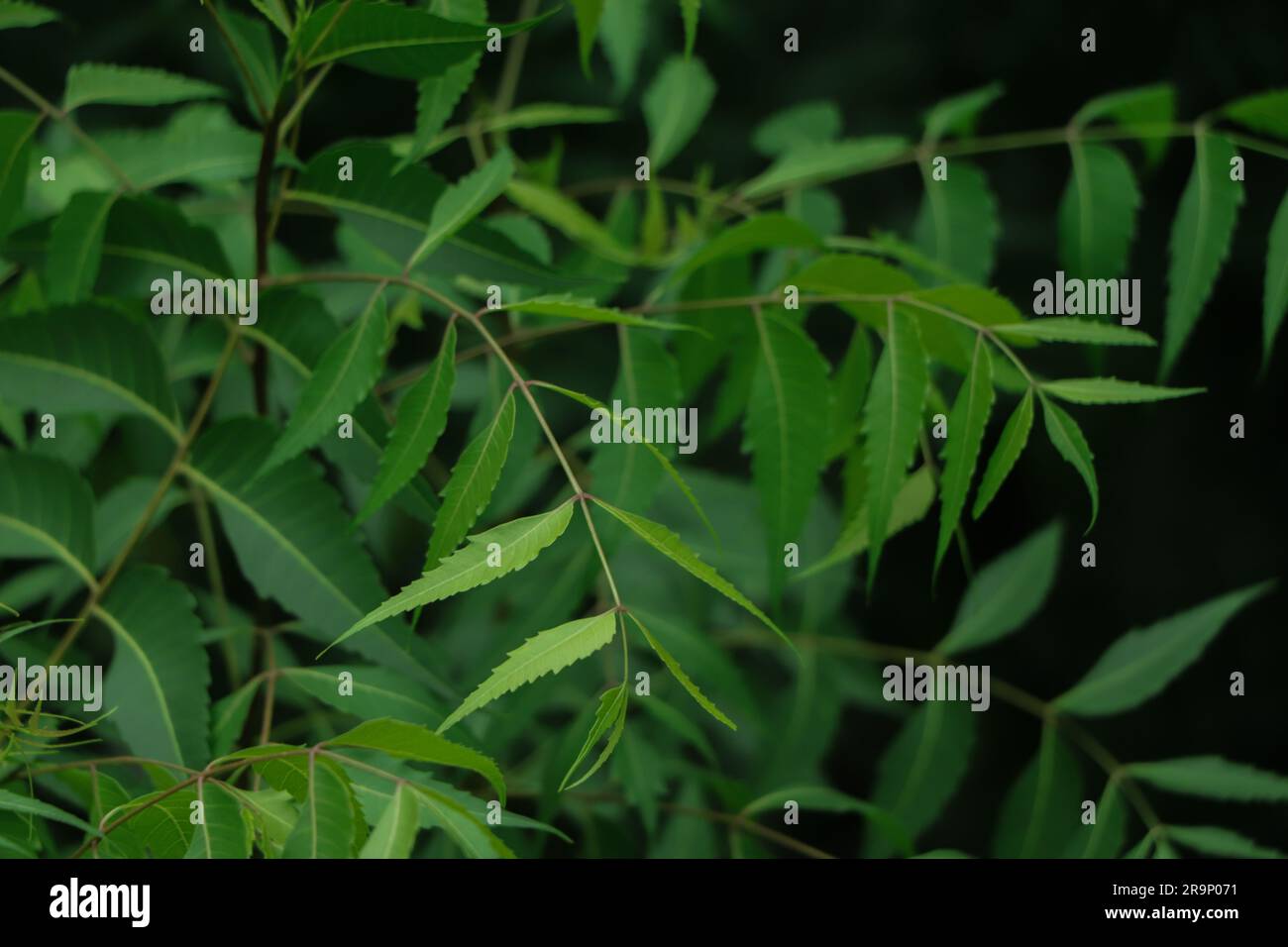 Azadirachta indica A branch of neem tree leaves. Natural Medicine