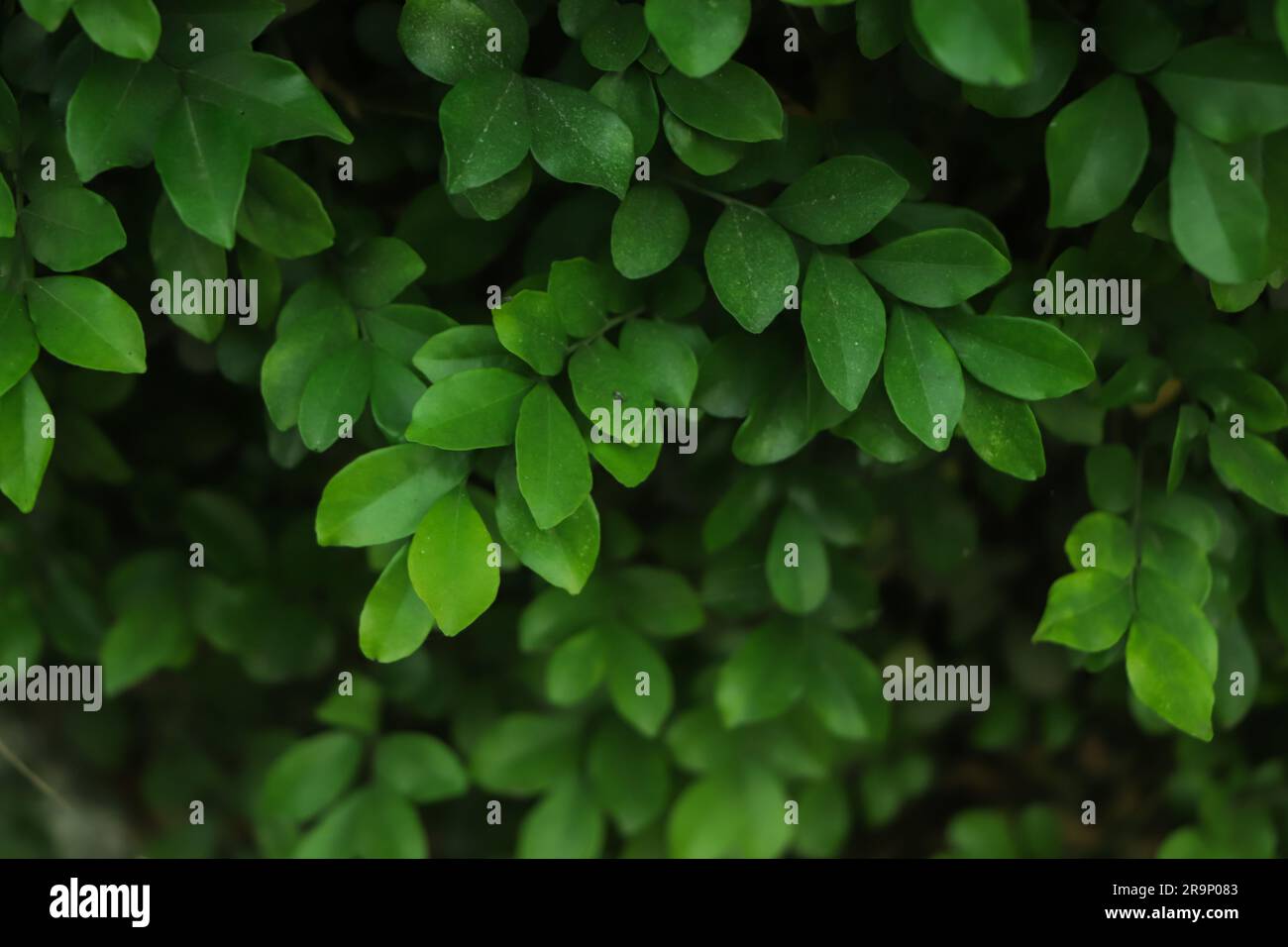 fresh green leaf background in forest Stock Photo