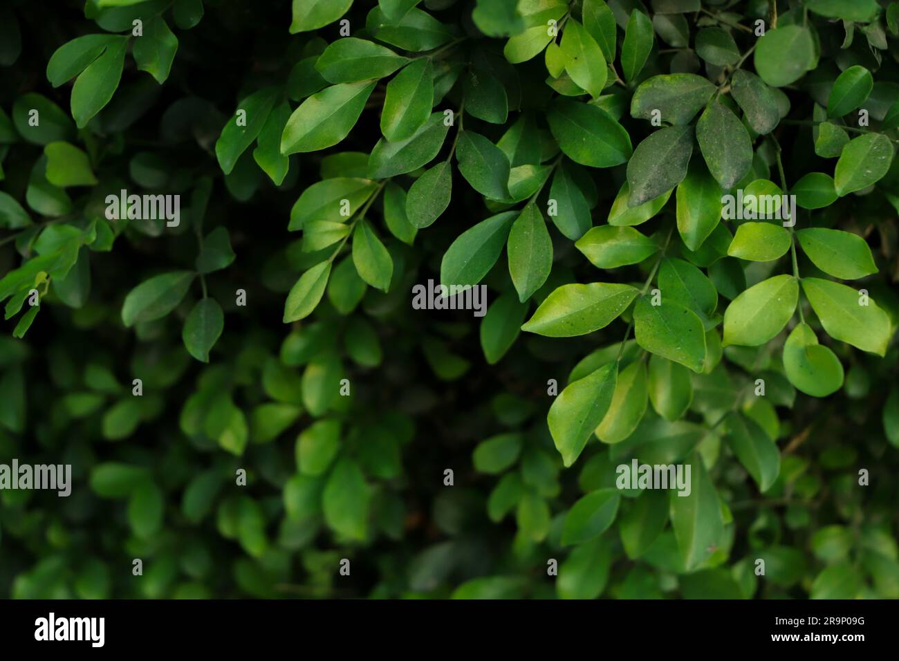 green leaf background, forest background Stock Photo