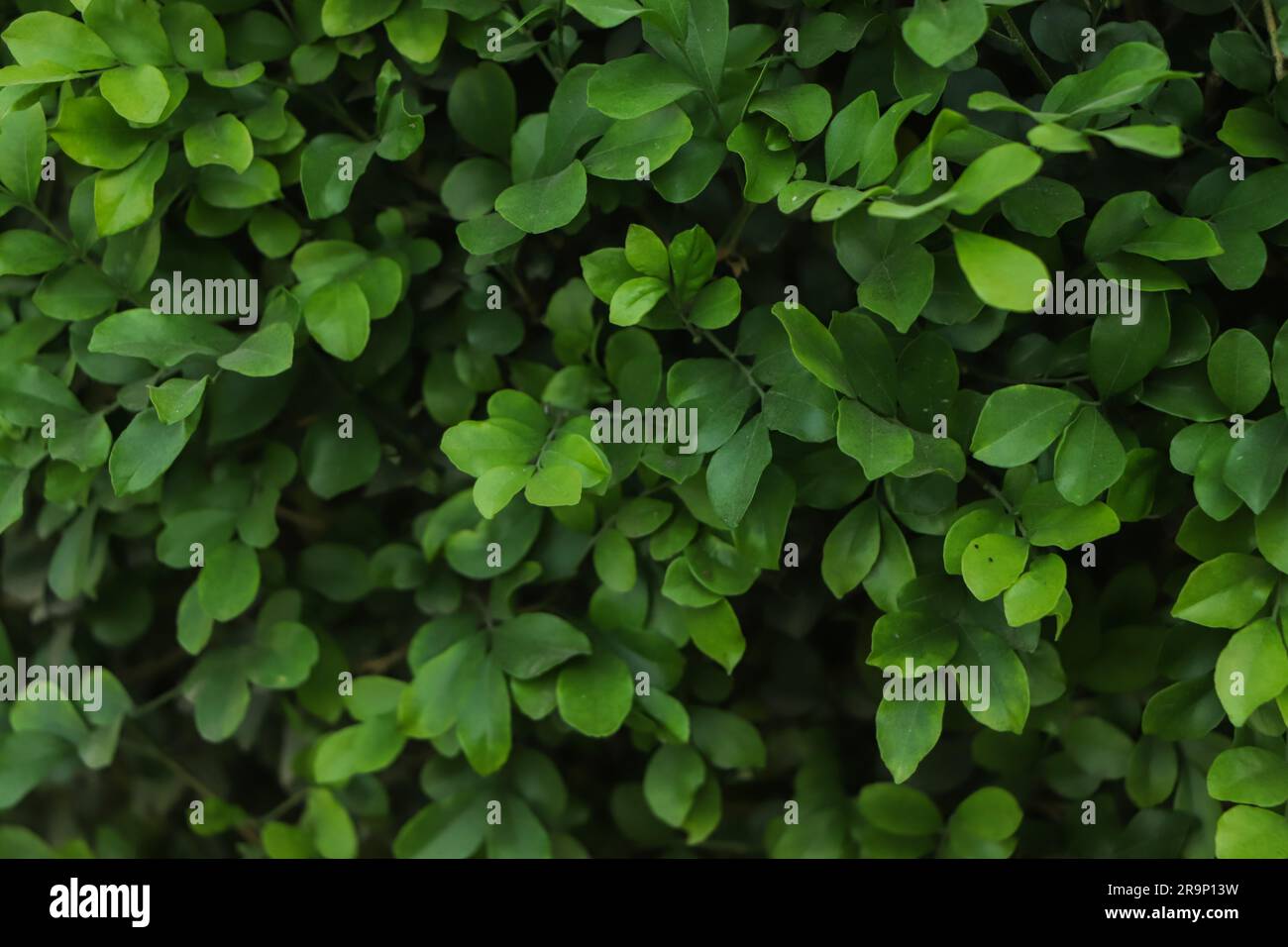 green leaf background, forest background Stock Photo