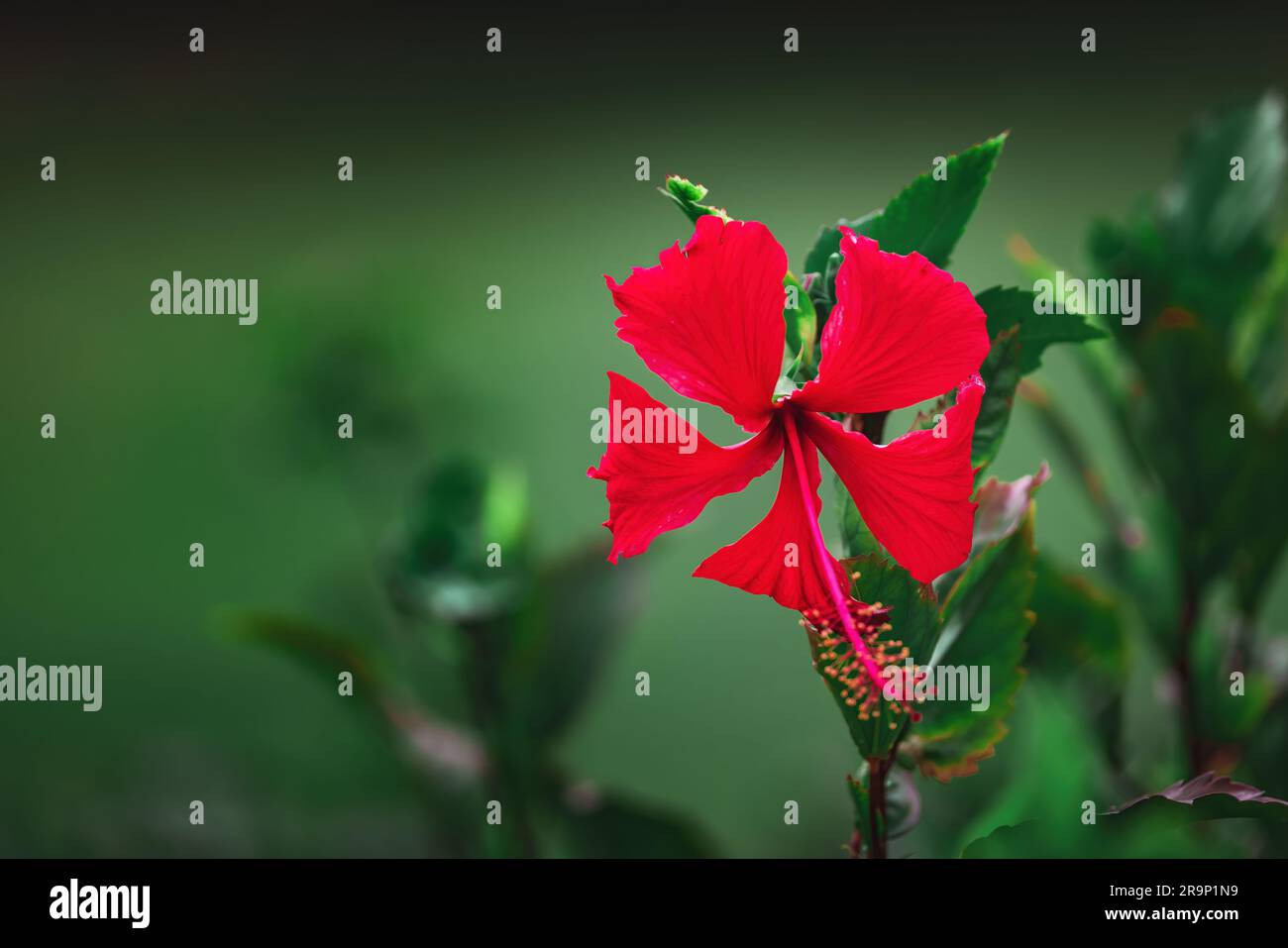 Wallpaper of hibiscus flower hi-res stock photography and images - Alamy