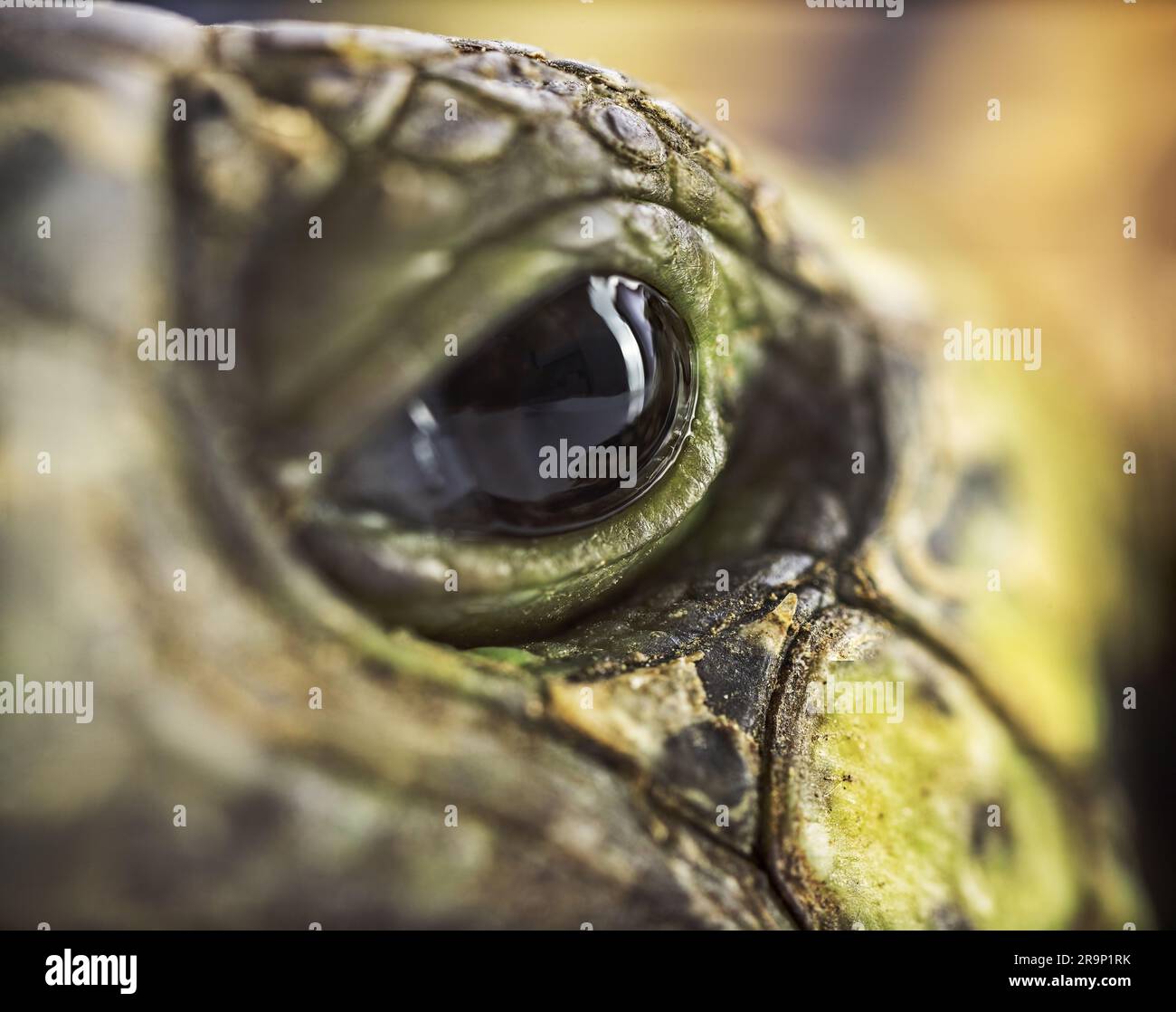 Close up macro shot of a turtle eye Stock Photo