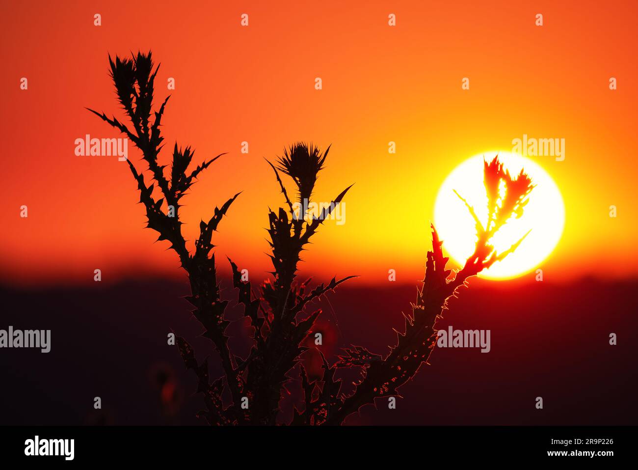 Plant donkey thistle on a sunset background Stock Photo