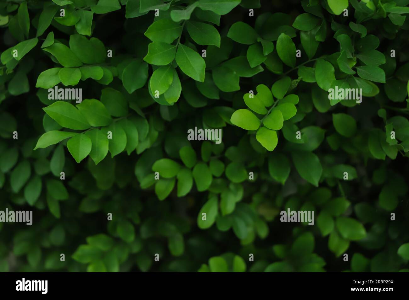 fresh green leaf background in forest Stock Photo