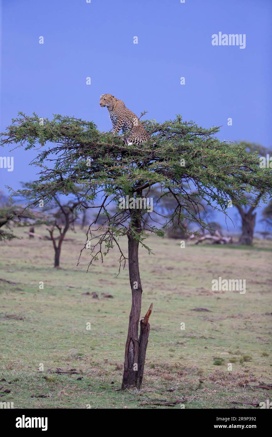 African Leopard (Panthera pardus). Female with prey on an Acacia tree. Stock Photo