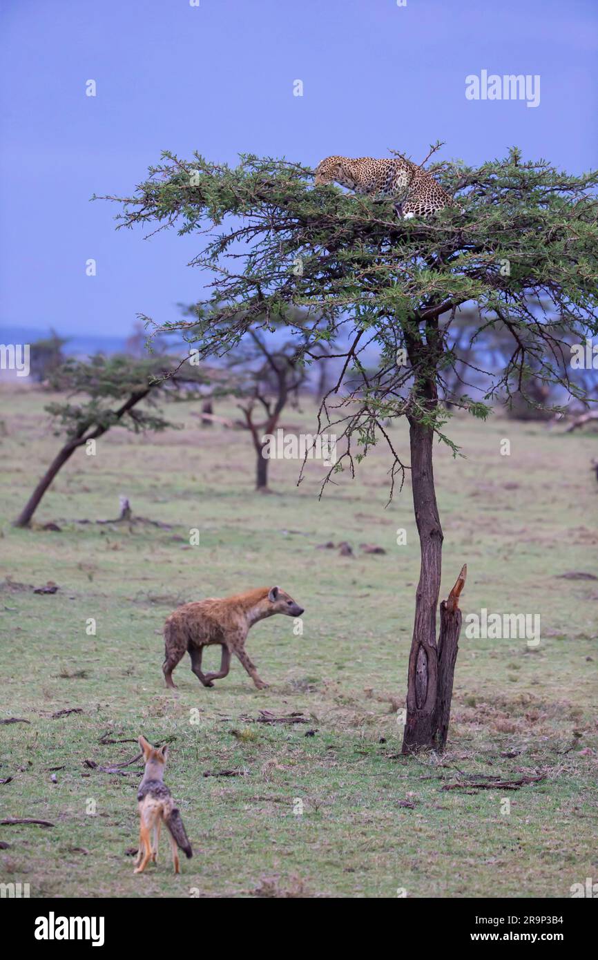 African Leopard (Panthera pardus). Female with prey on an Acacia tree. Spotted Hyena (Crocuta crocuta) and Black-backed Jackal (Canis mesomelis) waiting for something to fall down. Kenya Stock Photo