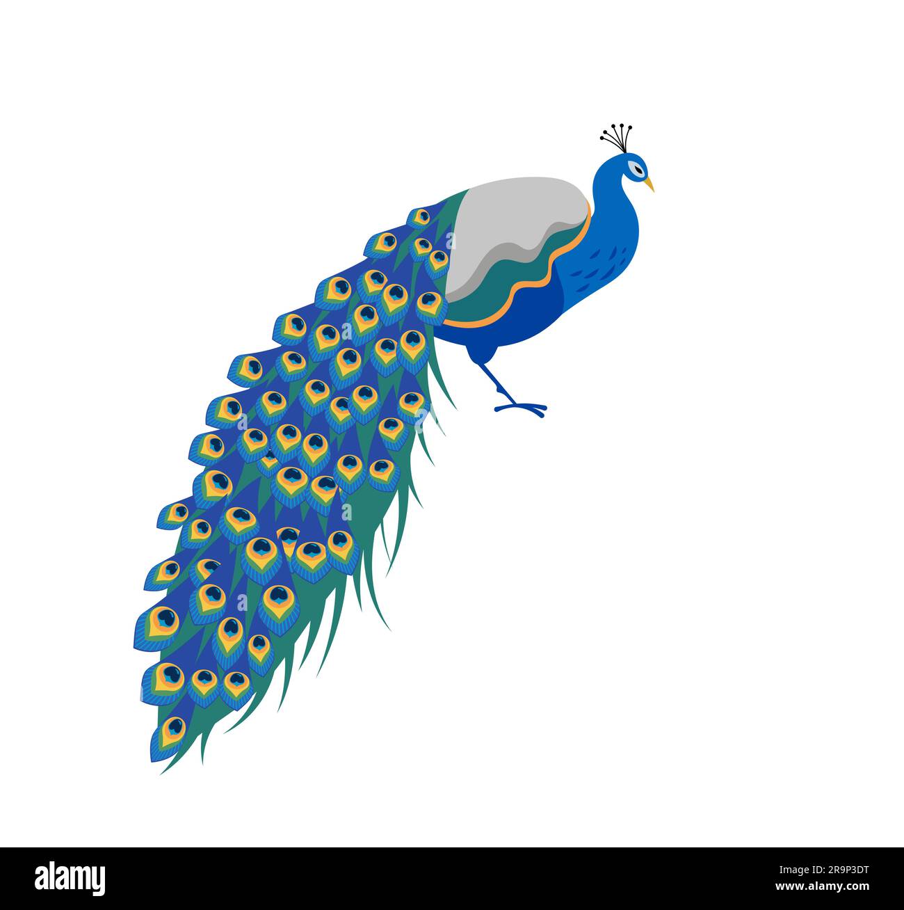 Peacock illustration. Exotic bird, Indian peacock Stock Vector Image & Art  - Alamy