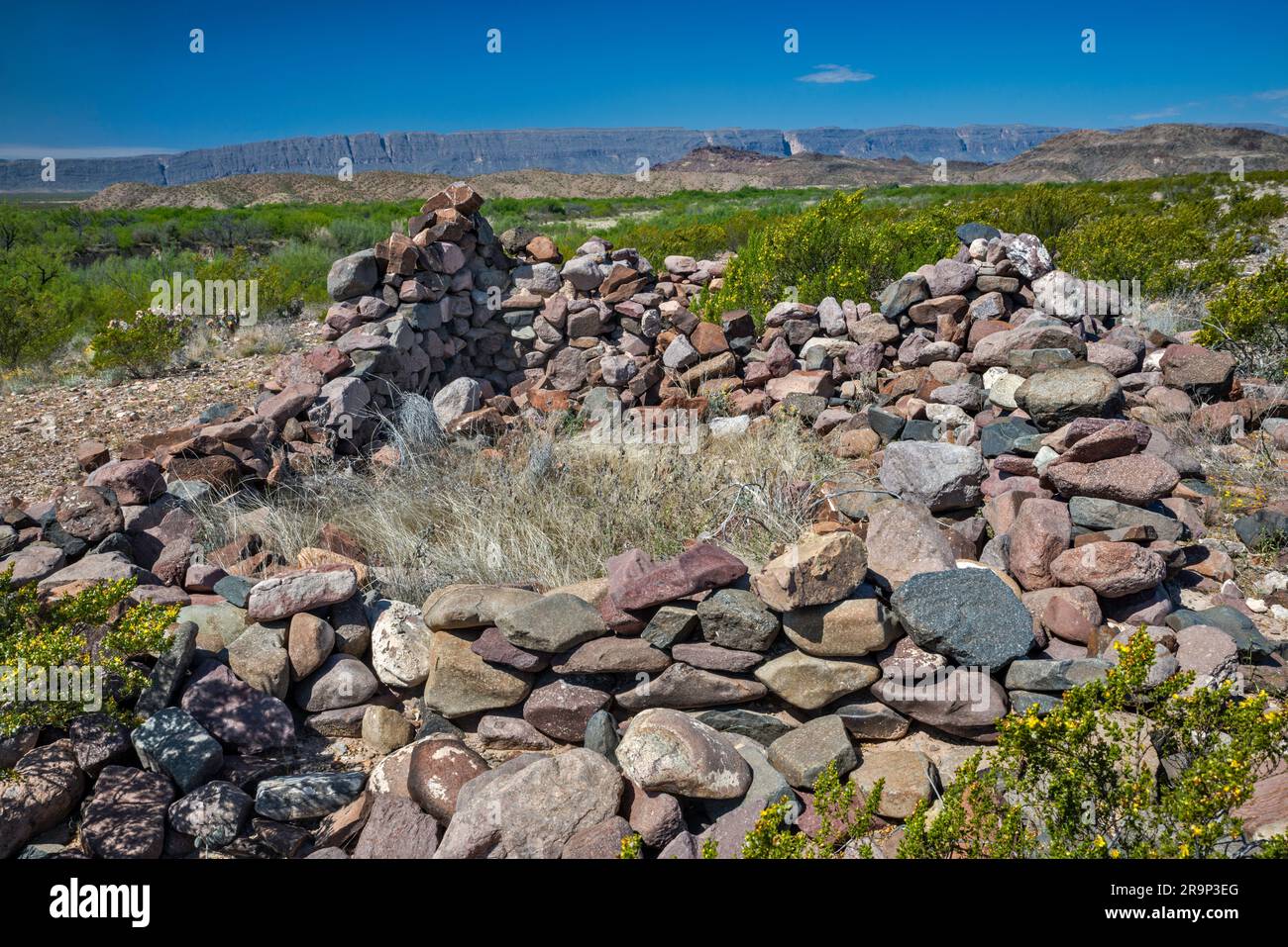 Remains of Johnson Ranch at River Road, creosote bush in bloom, Santa