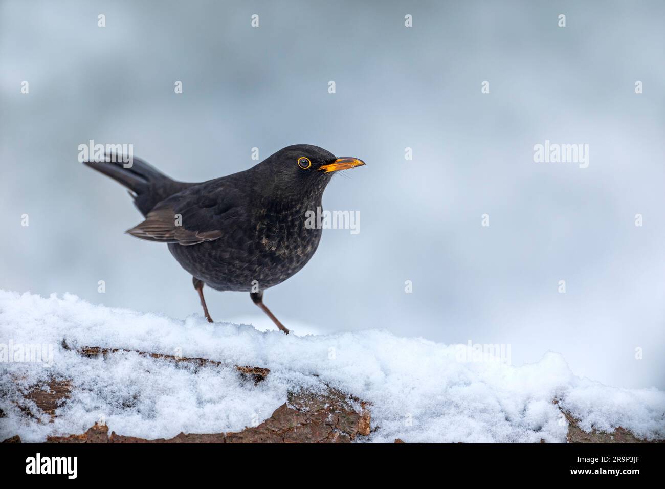 Common Blackbird (Turdus merula). Male searches for food in snow by pushing it to the side with its feet and scratching for  invertebrates in the leaves underneath. Germany Stock Photo