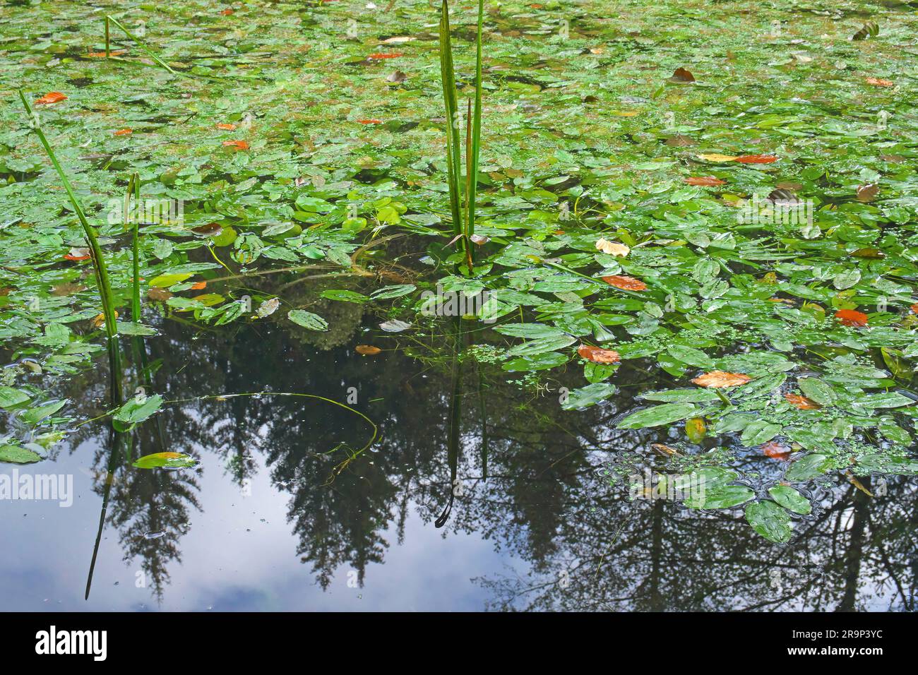 Floating-leaf pondweed (Potamogeton natans). Floating leaves on the surface of a pond. Bavaria, Germany Stock Photo