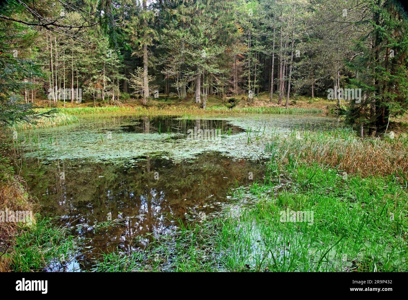 Pond, small lake, in the Bavarian Forest near Zwieselhaus. Bavaria, Germany Stock Photo