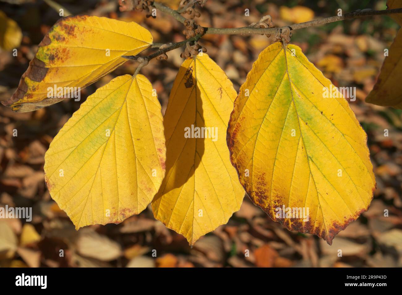 Japanese Witch-hazel (Hamamelis japonica). Leaves in autumn. Germany Stock Photo