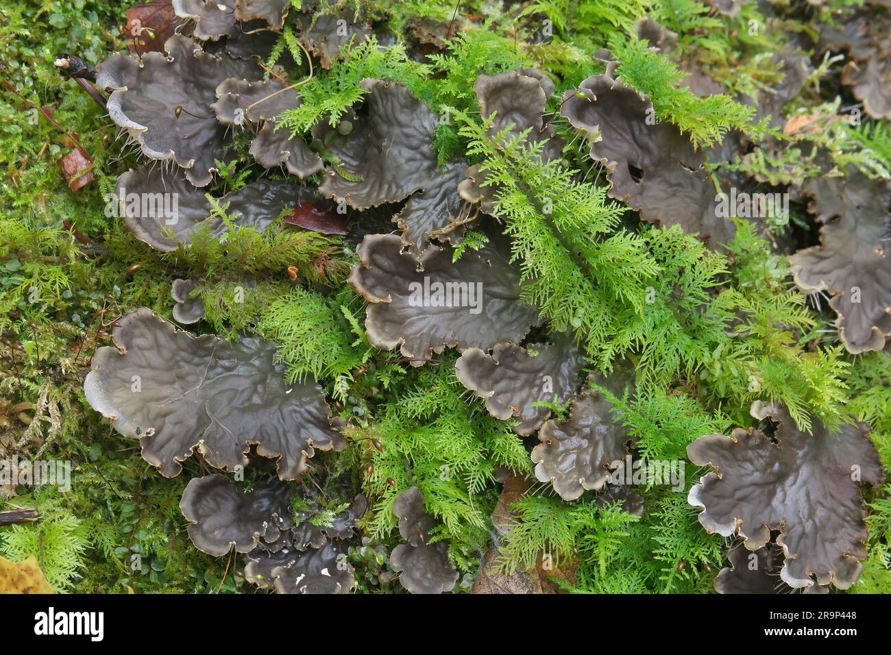 Foliose lichen (Peltigera degenii) growing on the forest floor among carpet moss (Hypnum sp.). Bavaria, Germany Stock Photo