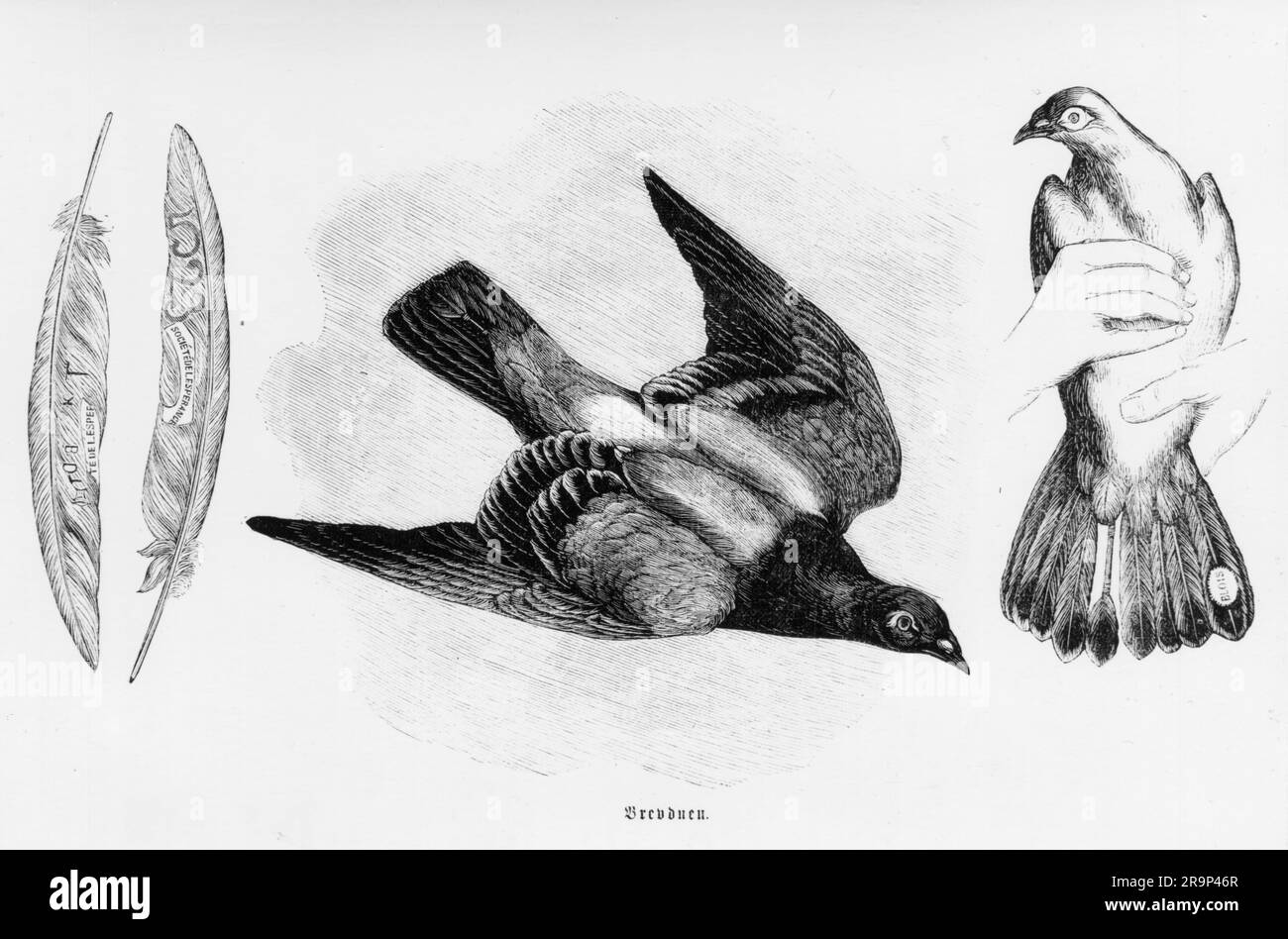 zoology / animals, avian / birds, pigeons, domestic pigeon (Columba