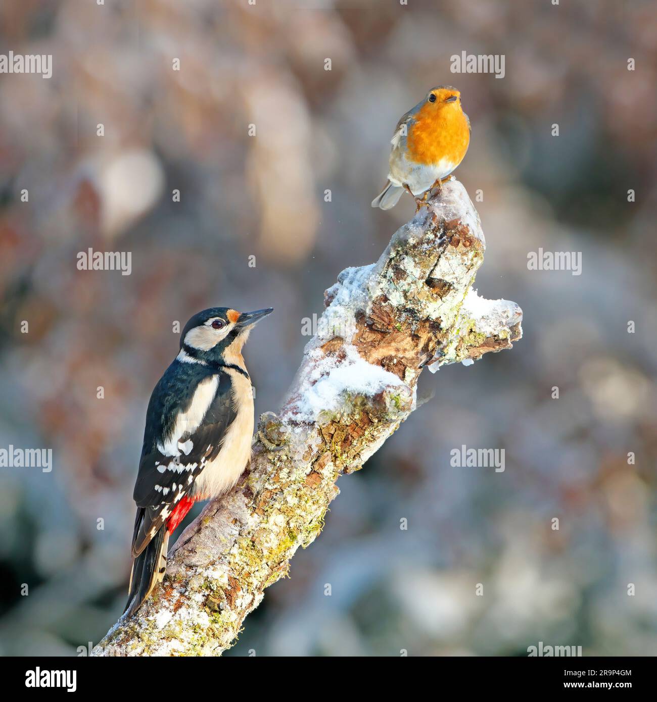 Great Spotted Woodpecker (Picoides major, Dendrocopos major) and European Robin (Erithacus rubecula) perched on a snowy broekn-off branch. Germany Stock Photo
