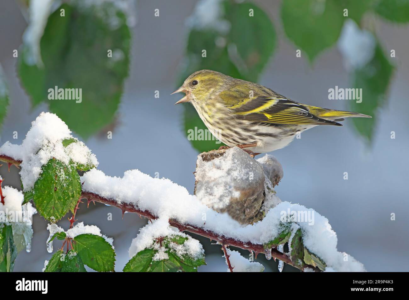 Eurasian Siskin (Carduelis spinus). Adult female perched on a snowy Bramble twig. Germany Stock Photo