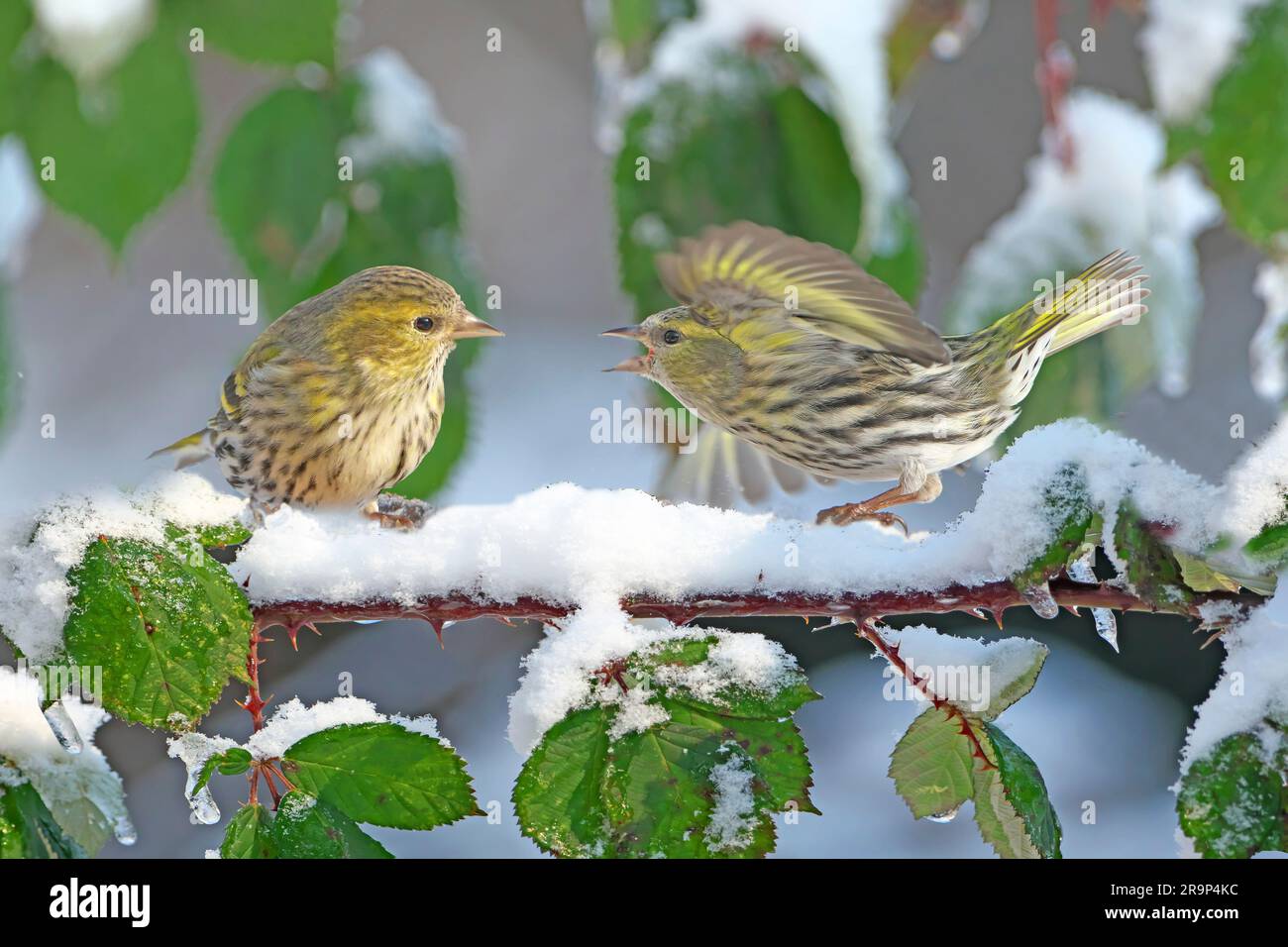 Eurasian Siskin (Carduelis spinus). Adult female perched on a snowy Bramble twig. One threatens the other, Germany Stock Photo