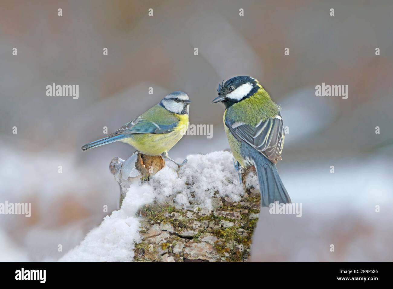 Great Tit (Parus major) and Blue Tit (Parus caerulus) an a snowy birch stump. Germany Stock Photo
