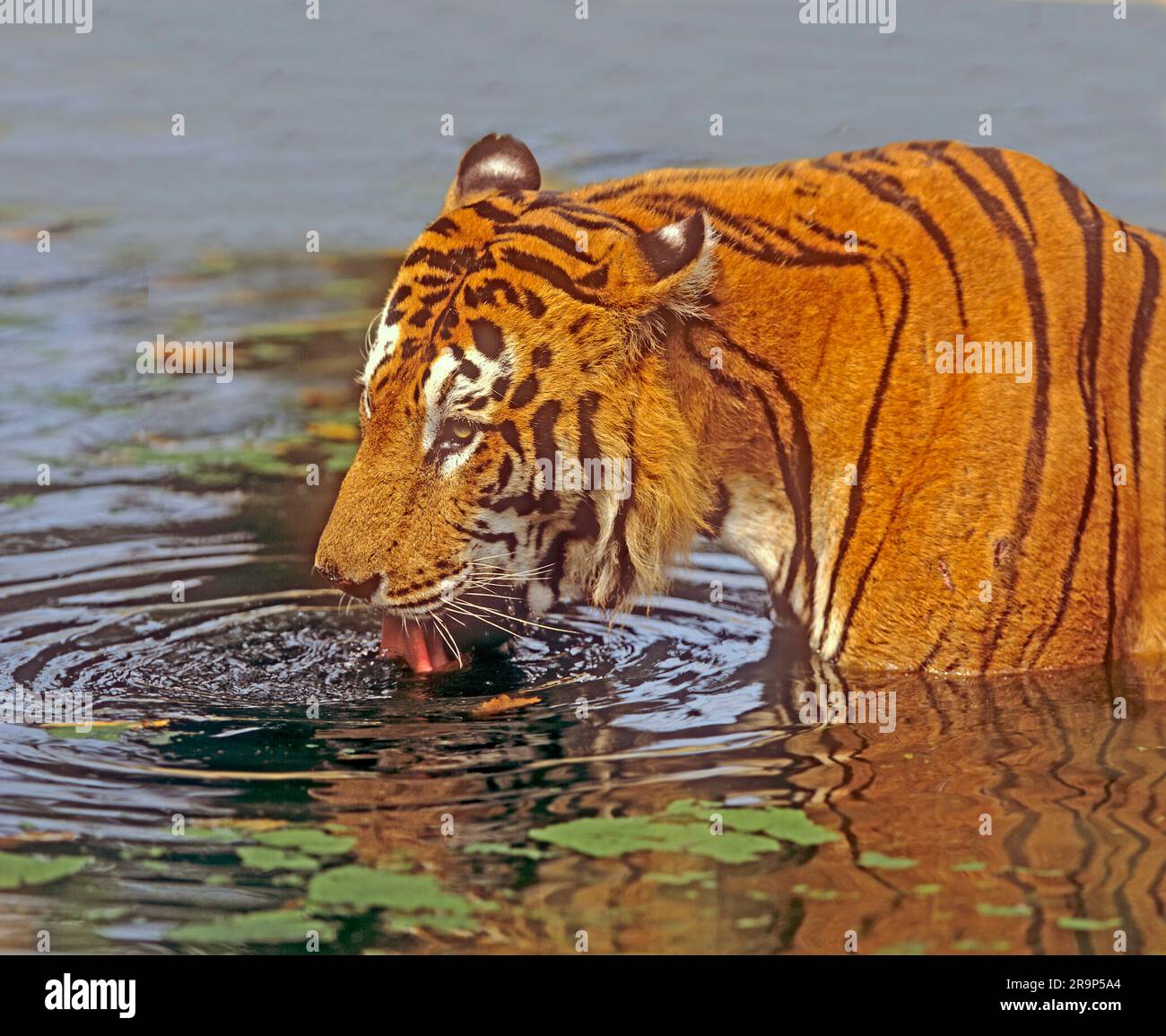 Asian Tiger, Bengal Tiger (Panthera tigris tigris). Adult drinking. Germany Stock Photo