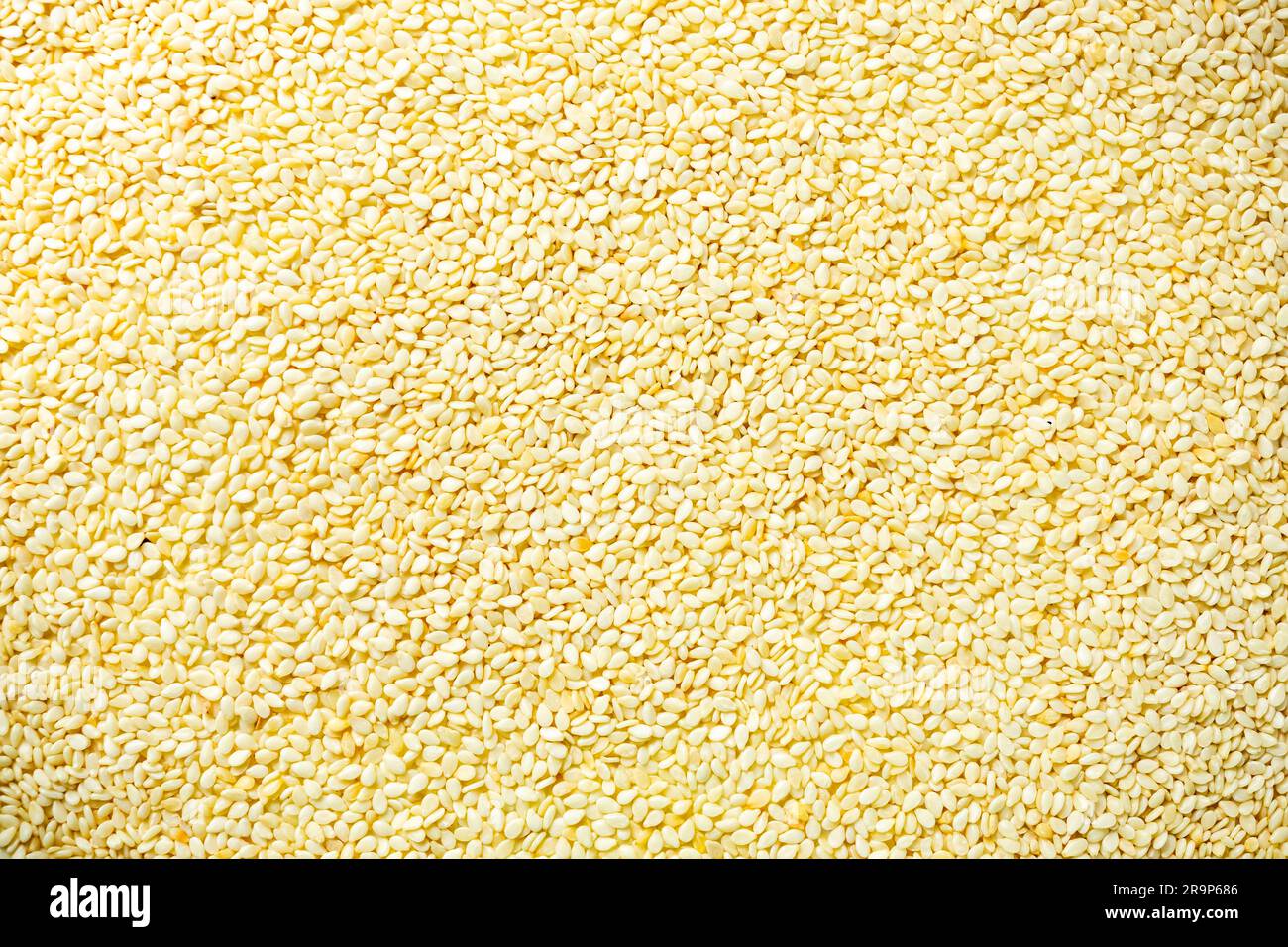 Top view pile of organic white sesame seeds (Sesamum indicum) as background full frame closeup horizontal format. Stock Photo