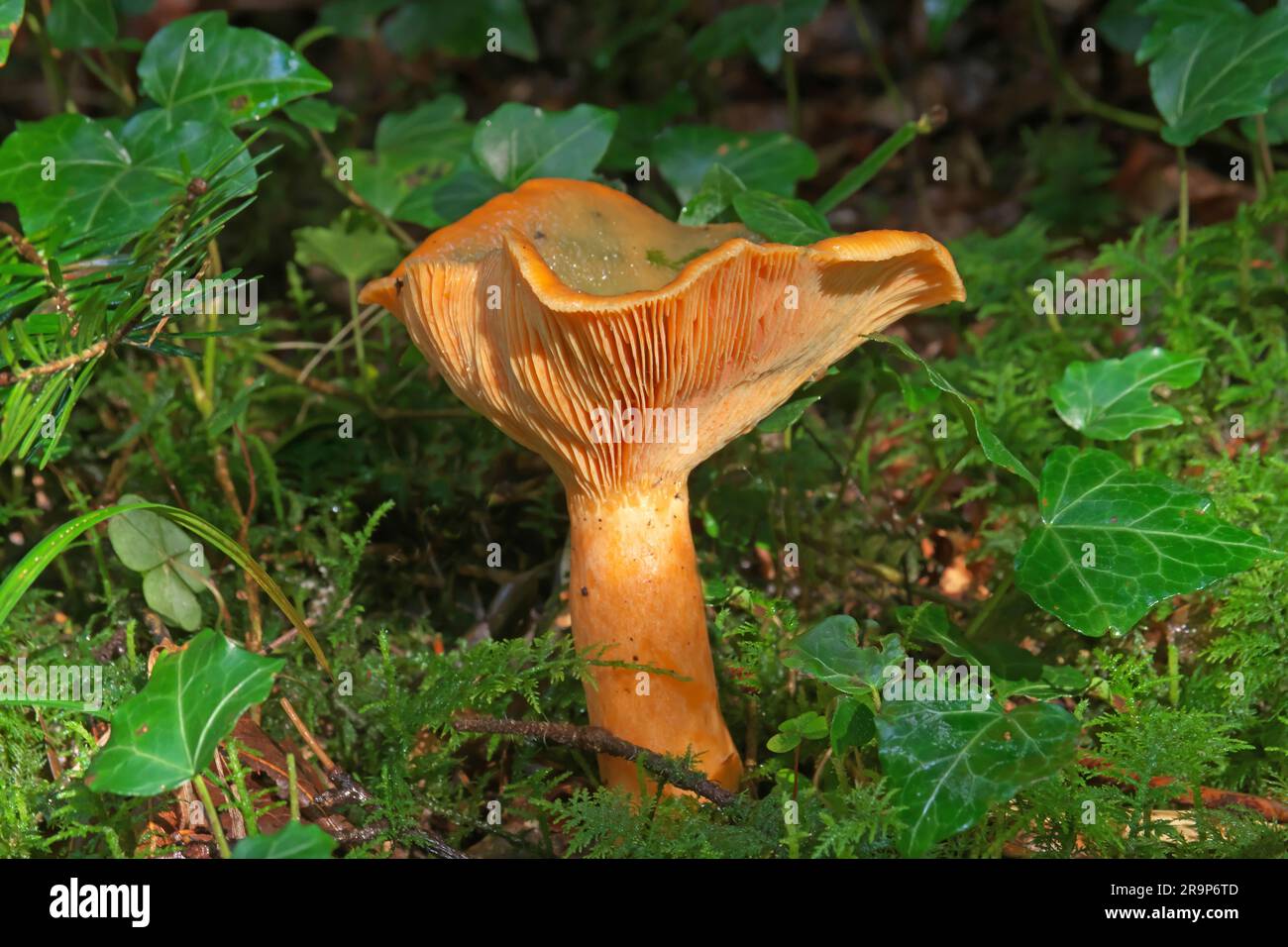 False Saffron Milkcap, Orange Milkcap (Lactarius deterrimus). Fruit bodiy in a spruce forest. Edible but slightly bitter. Germany Stock Photo
