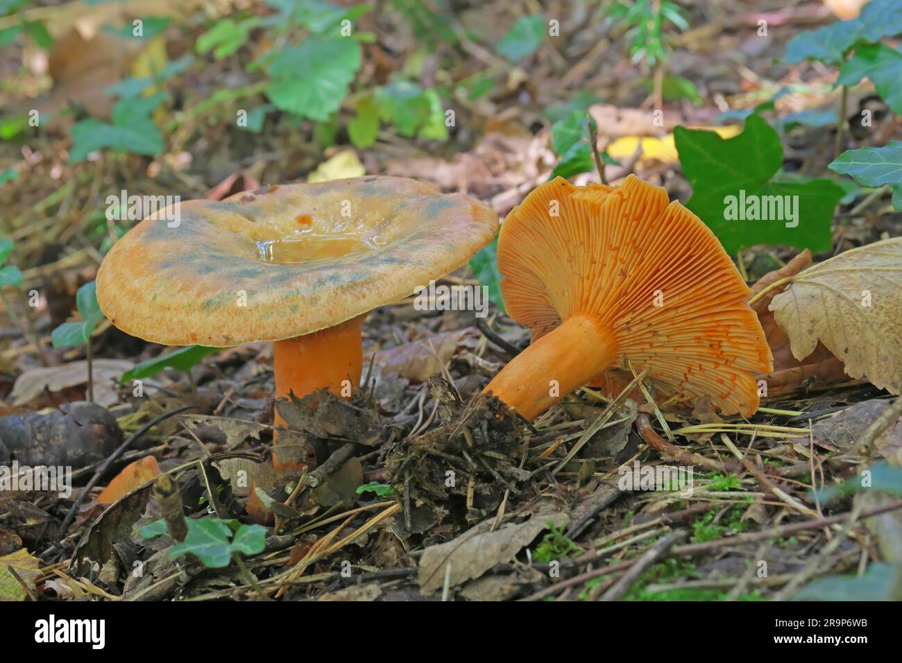 False Saffron Milkcap, Orange Milkcap (Lactarius deterrimus). Two fruit bodies in a spruce forest. Edible but slightly bitter. Germany Stock Photo