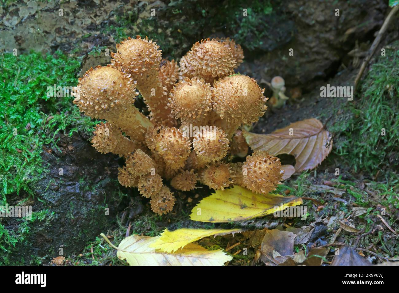A group of the highly poisonous Scaly Fibrecap (Inocybe hystrix) on the stump of an old hornbeam. Germany Stock Photo