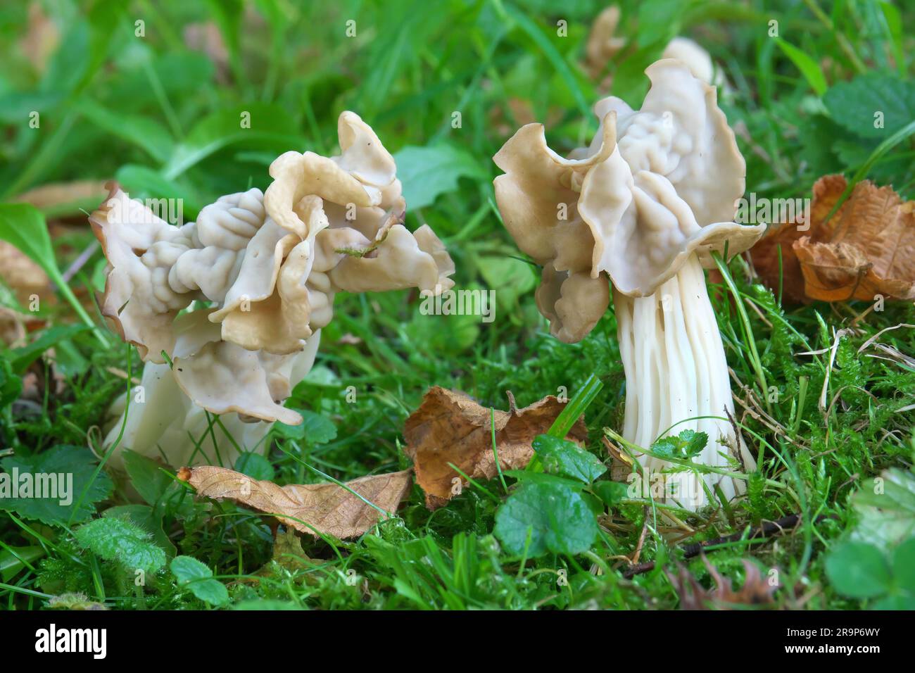 White Saddle, Elfin Saddle, Common Helvel (Helvella crispa), fruit bodies in grass. Germany Stock Photo