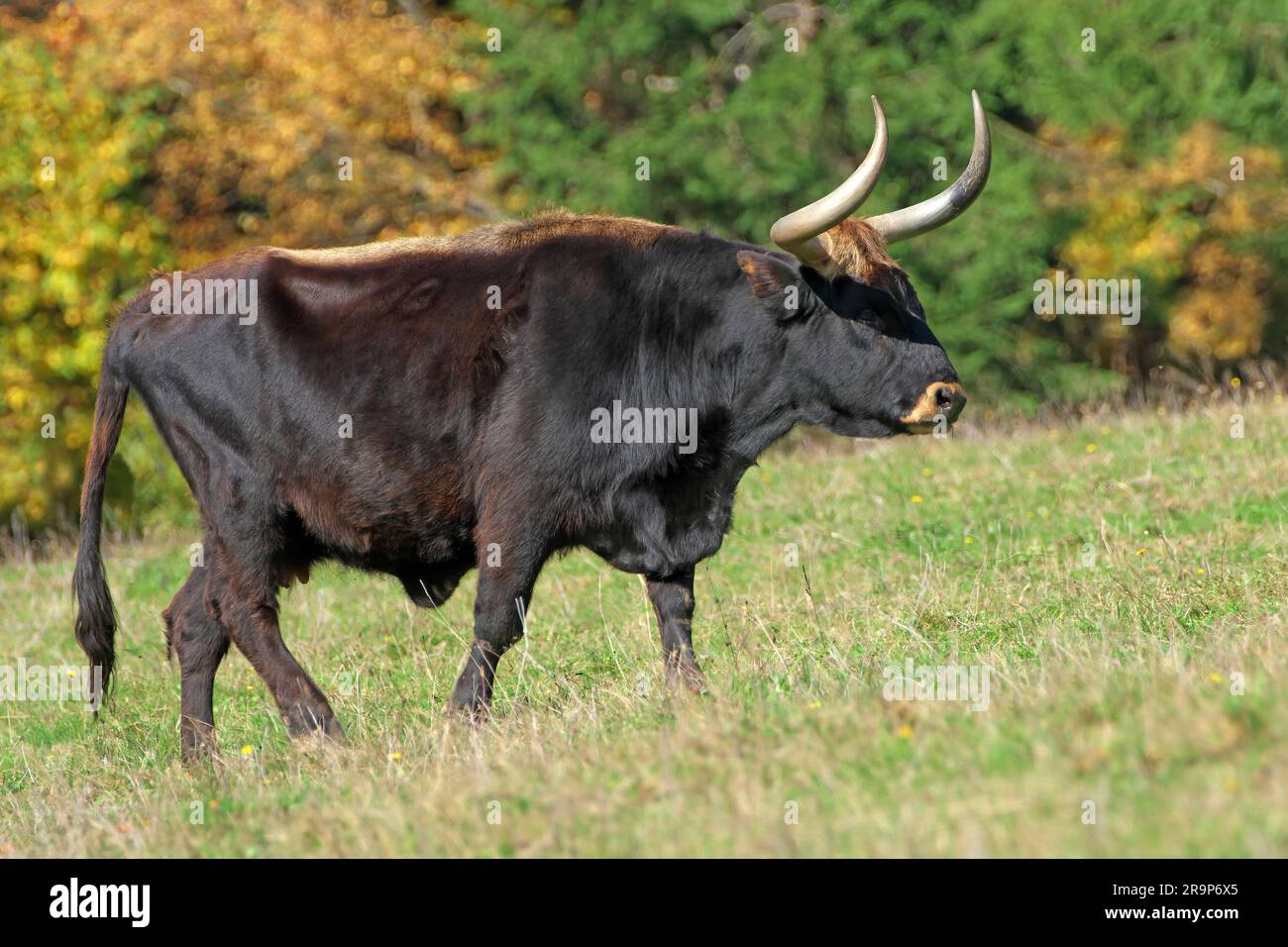 Recreated Aurochs, Heck Cattle (Bos primigenius primigenius). Cow walkingon a meadow. Germany Stock Photo