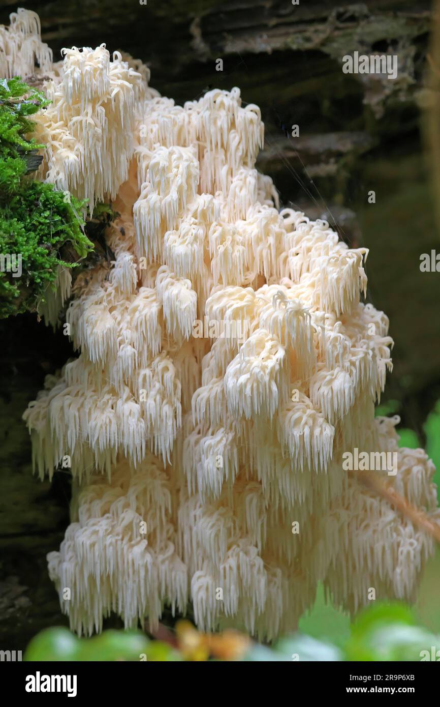 Hericium flagellum. Fruiting bodies on decaying wood, rare. Germany Stock Photo