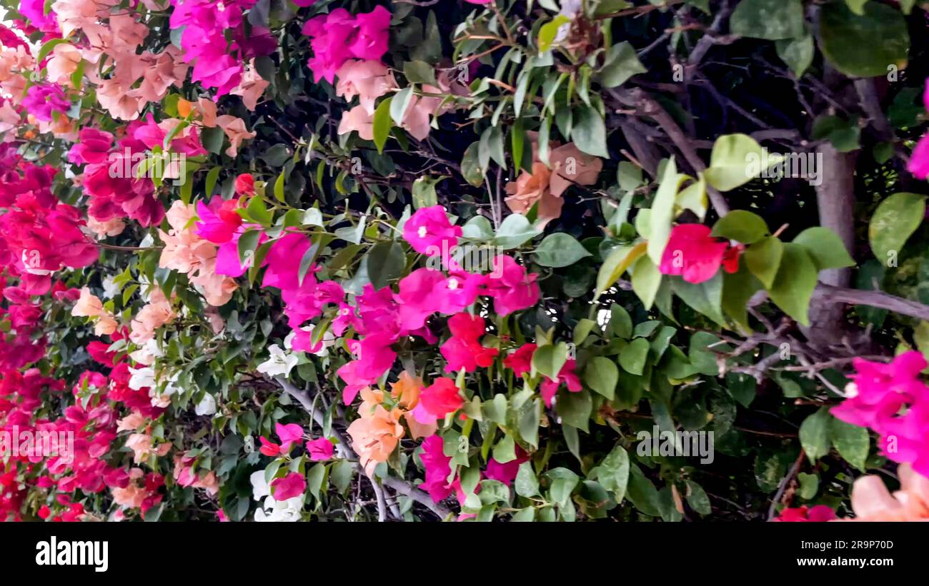 Mural of colorful bougainvillea plant which is an ideal plant for temperate and warm climates as it is very beautiful for its bright colors. Plant con Stock Photo