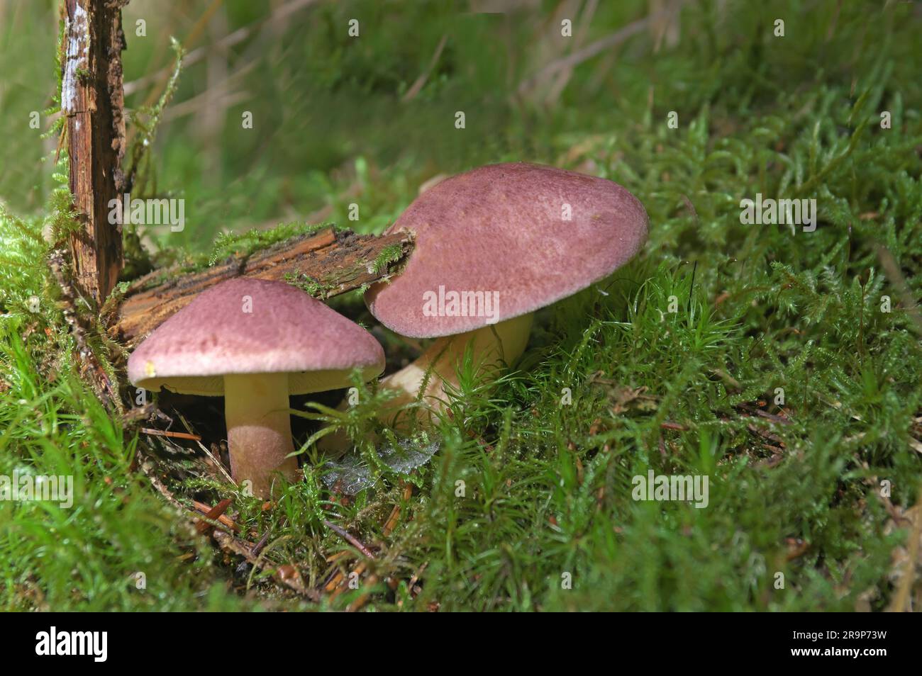 Russula torulosa. Fruit bodies in moss cushion on forest floor. Inedible, Bavaria, Germany Stock Photo