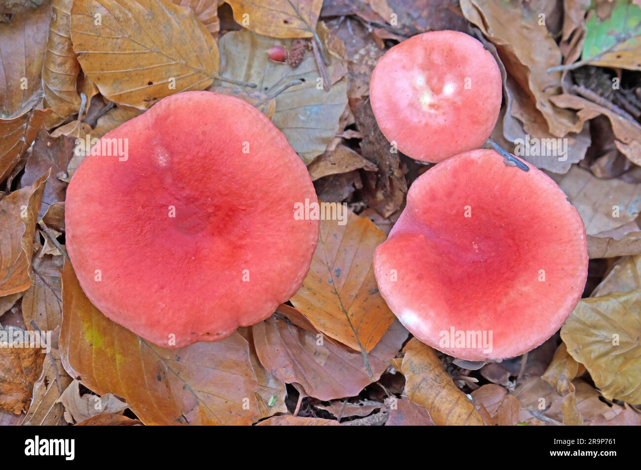 Russula laeta growing in a deciduous forest. Germany Stock Photo