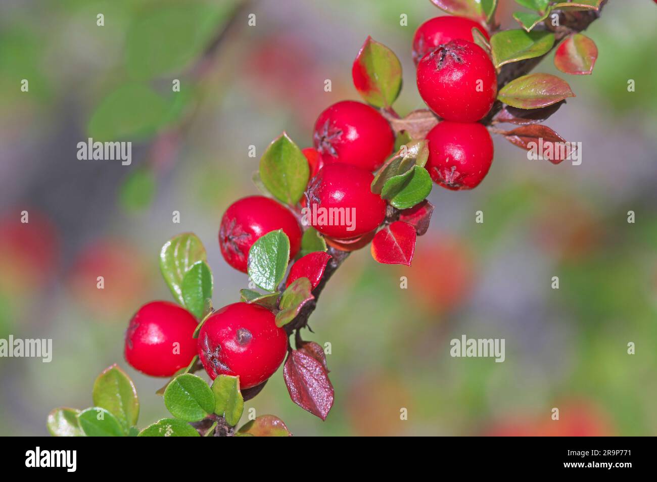 Cotoneaster horizontalis. Twig with ripe fruit. Germany Stock Photo