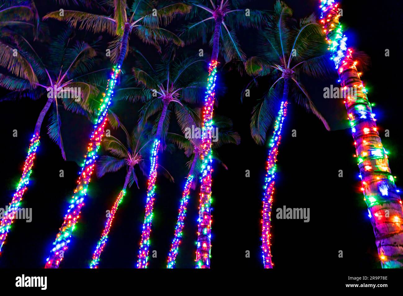 Christmas tree lights on palm trees. Hawaii, the big island Stock Photo Alamy