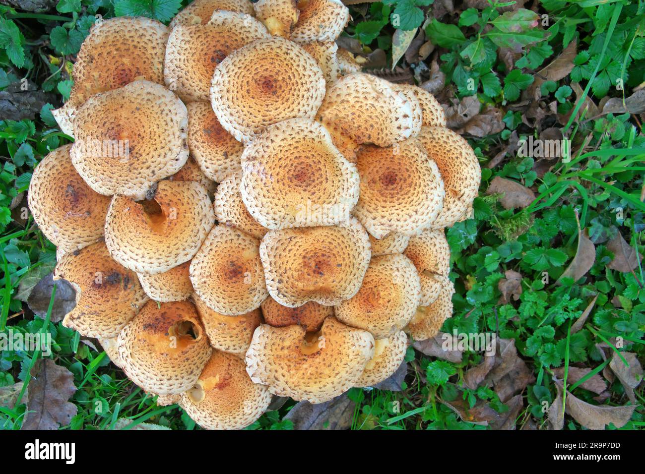 Scaly Pholiota (Pholiota squarrosa). luster of young fungi on the root of an old apple tree. Germany Stock Photo
