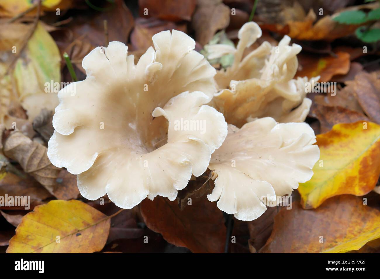 Angel Wing (Pleurocybella porrigens). Nie, but could be deadly if eaten. Germany Stock Photo