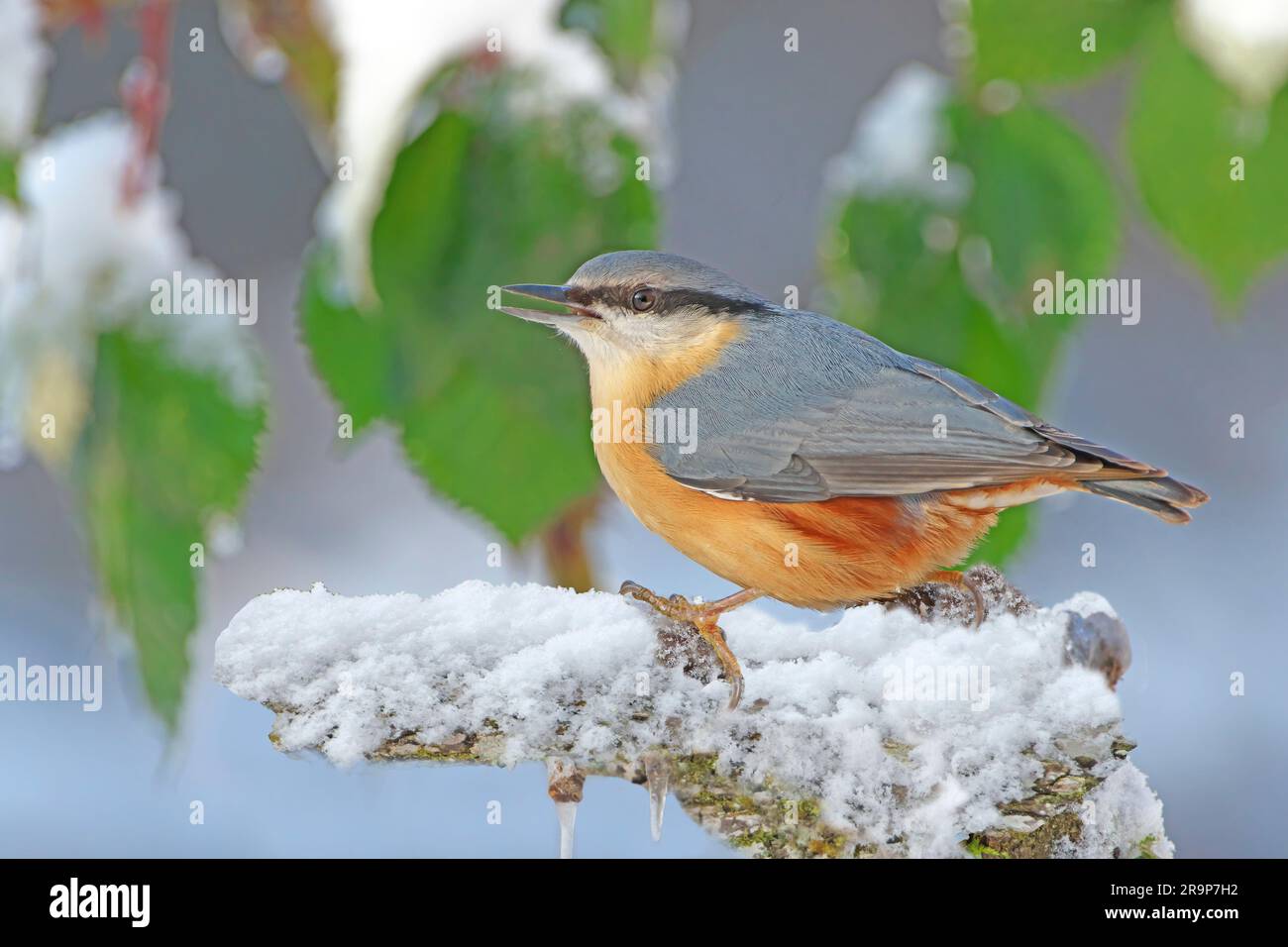 Wood Nuthatch (Sitta europaea). Male standing a snow-covered branch. Germany Stock Photo