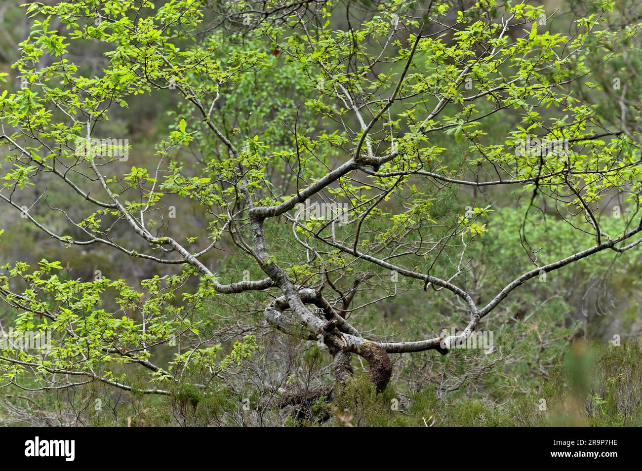 Sessile Oak (Quercus petraea) young tree with fresh foilage growing by the Woodland Trail , Beinn Eighe NNR, Kinlochewe, Scotland, May 2022 Stock Photo