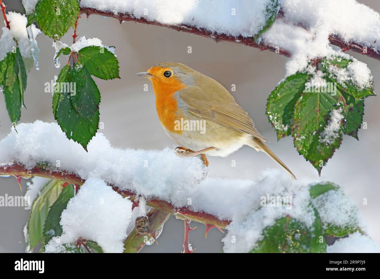 European Robin (Erithacus rubecula) standing on a snow covered bramble twig in winter. Germany Stock Photo