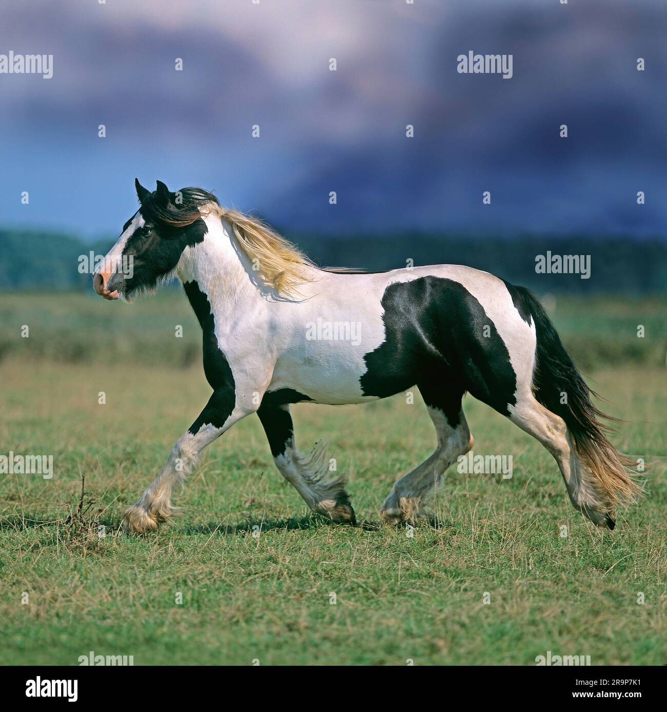 Irish Tinker. Piebald horse trotting on a pasture, seen against a stormy sky. Wales, Great Britain Stock Photo