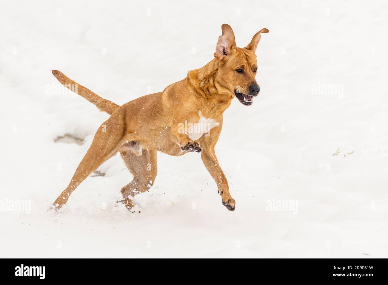 Broholmer. Adult dog running in snow. Germany Stock Photo